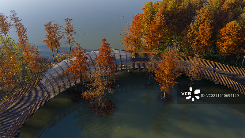 杭州铜鉴湖秋日水杉湖景图片素材