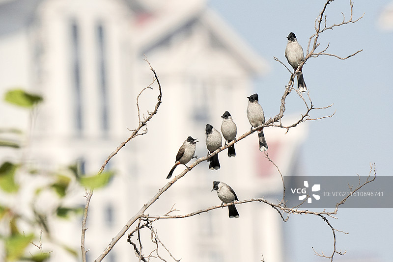 瞧这一家子，枯木上的红臀鵯图片素材