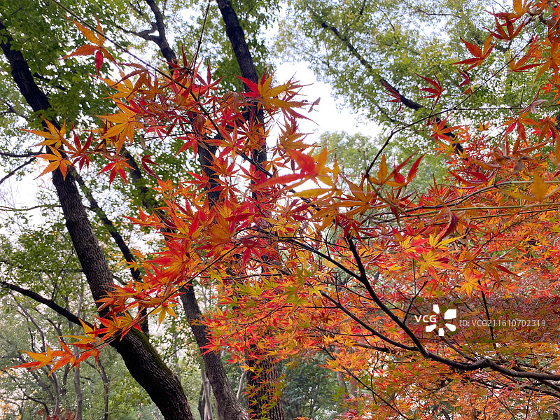 初冬的上海市内辅德里公园景色古典园林美图片素材