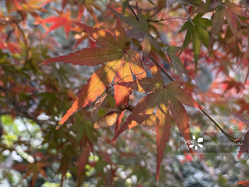 上海人民公园初冬的景色图片素材
