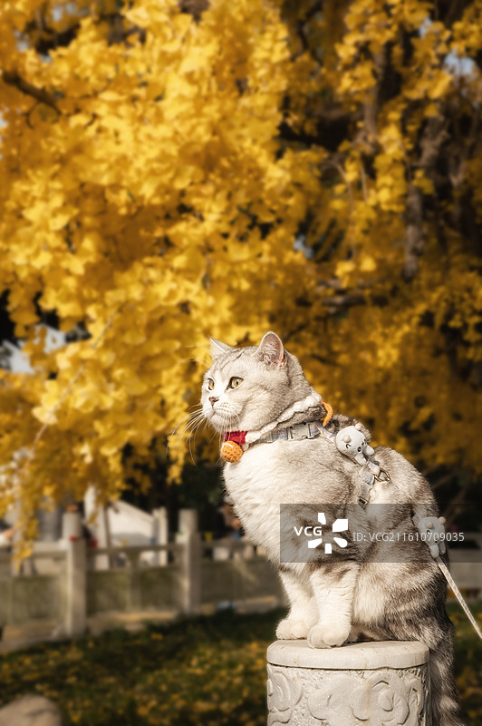 惠济寺秋景中银杏树下的猫图片素材