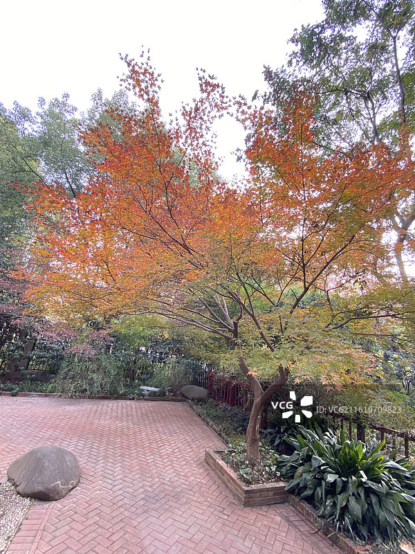 上海人民公园初冬的景色图片素材