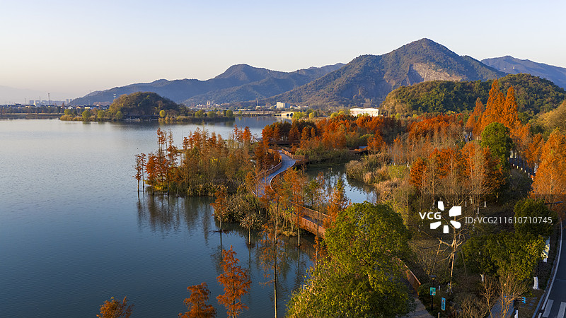 杭州铜鉴湖秋日水杉湖景图片素材