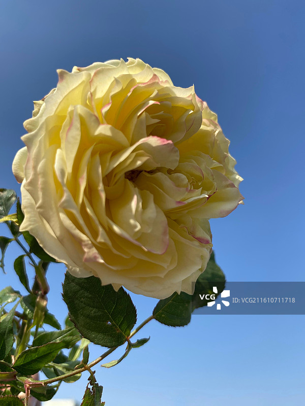 冬天的月季花飘落的花瓣图片素材