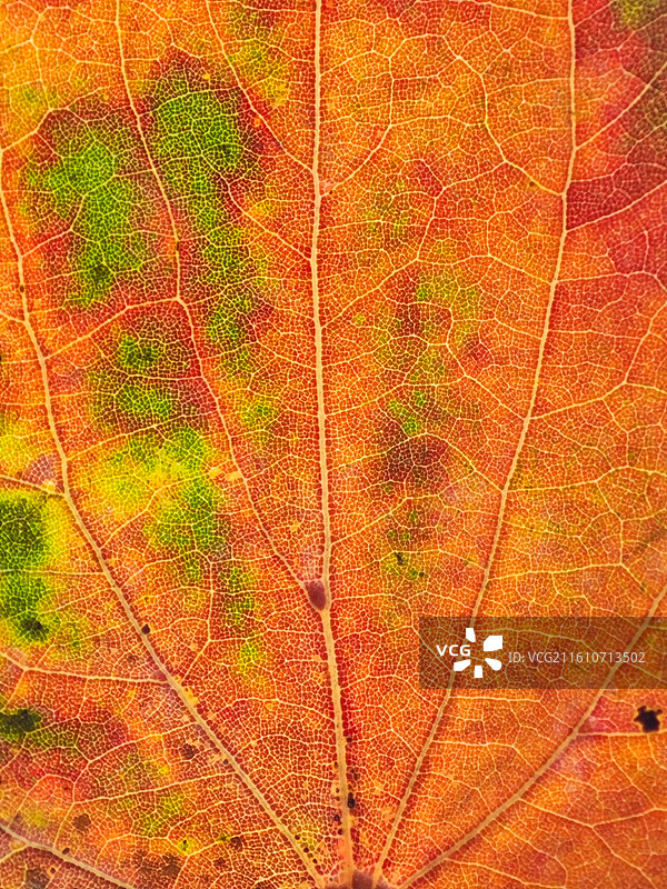 一片樟树叶子脉络微距特写图片素材