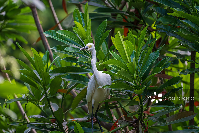 站在树枝上栖息的白鹭图片素材