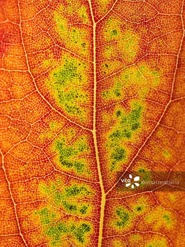 一片樟树叶子脉络微距特写图片素材