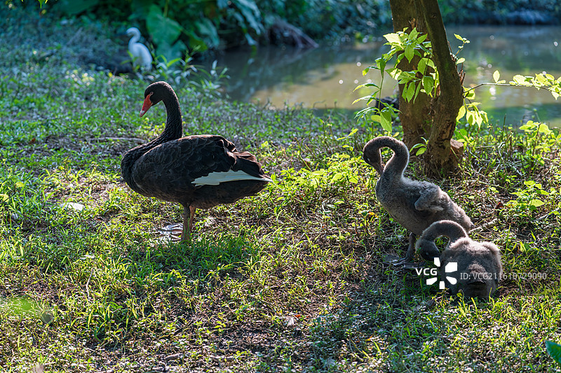 黑天鹅妈妈带着2只天鹅宝宝图片素材