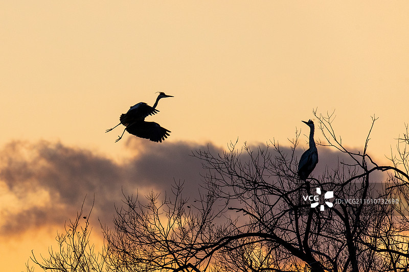 夕阳下飞翔的苍鹭图片素材