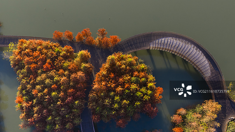 杭州铜鉴湖秋日水杉湖景图片素材