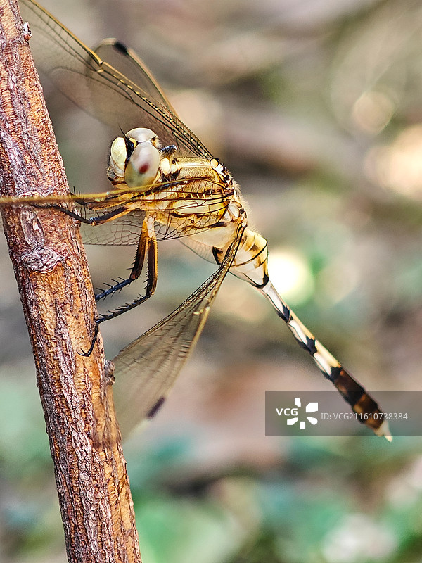 一只蜻蜓微距特写图片素材