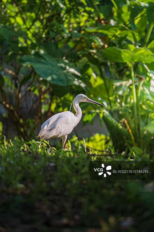 走在沼泽湿地中的白鹭图片素材