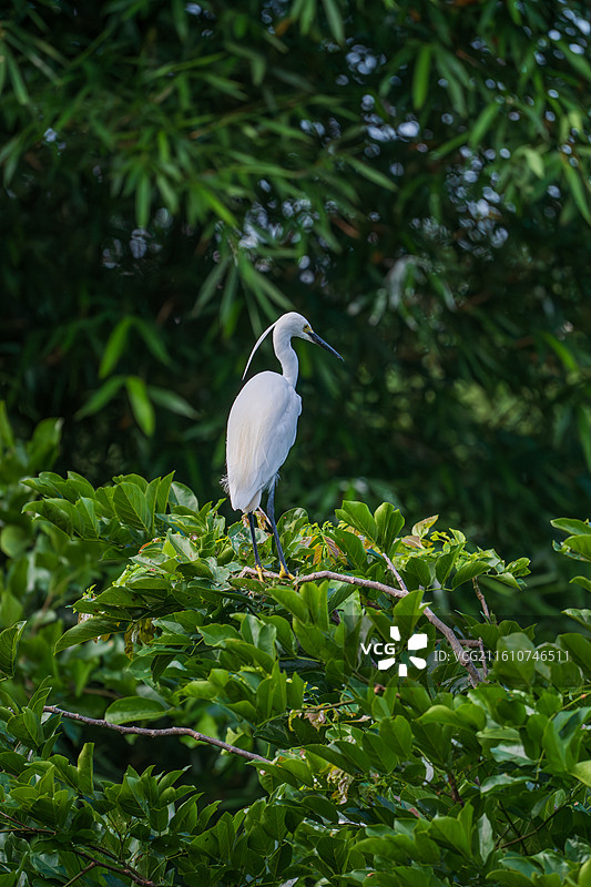 站在树枝上栖息的白鹭图片素材