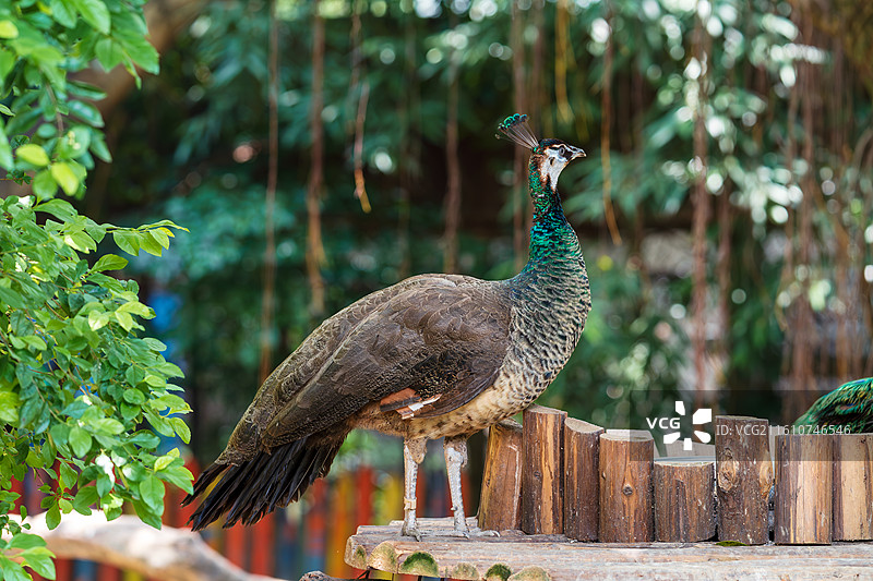 孔雀栖息在木头上的特写镜头图片素材