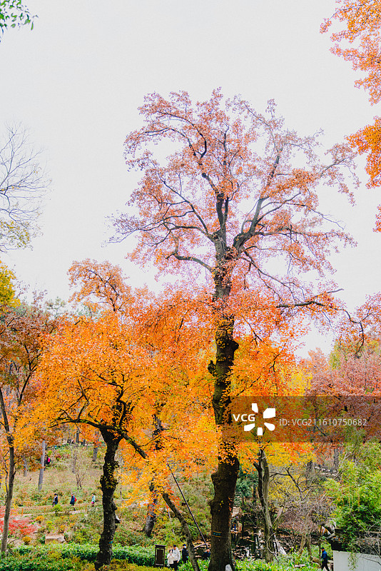 天平山红枫及景观图片素材