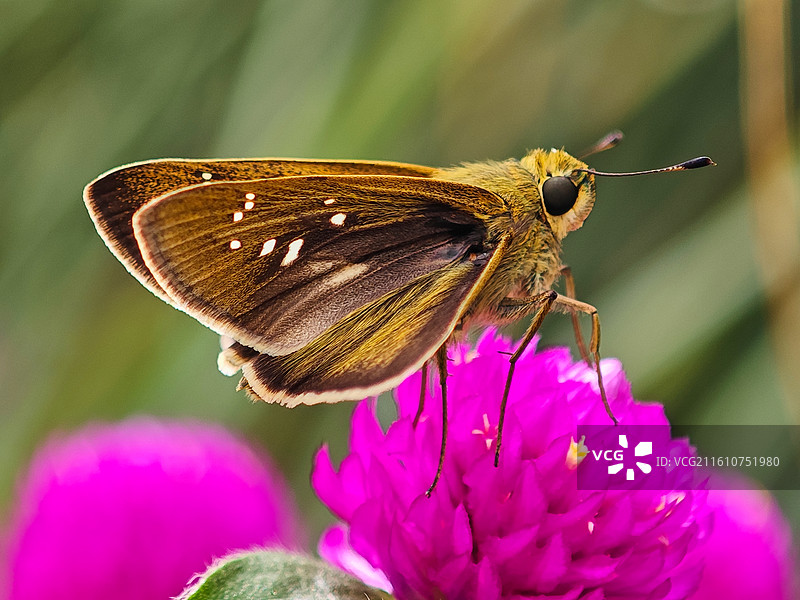 一只小黄斑弄蝶微距特写图片素材