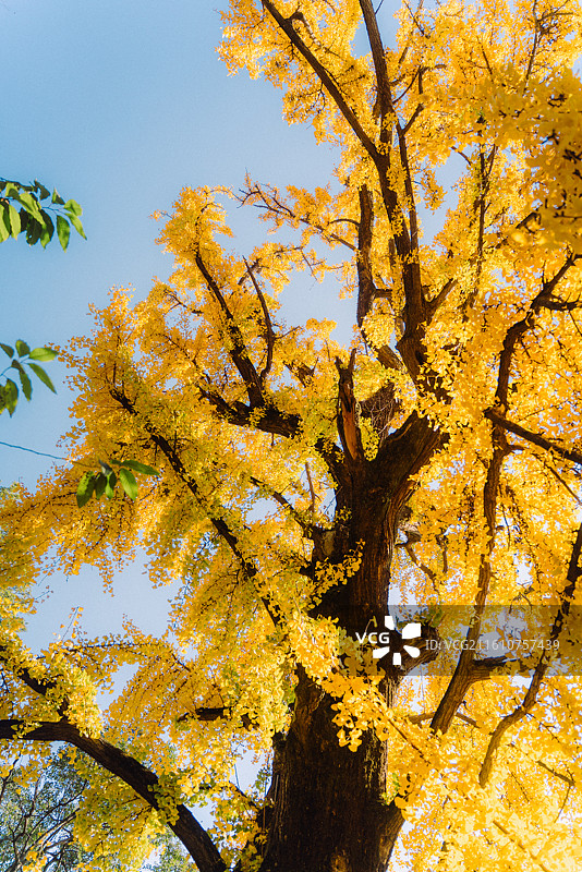 昆山亭林园红枫和银杏及园林景观图片素材