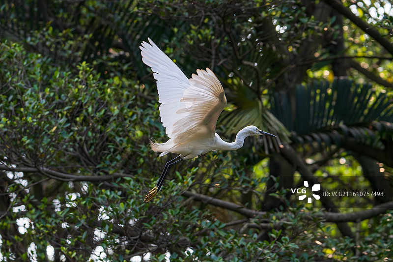 白鹭在树林中飞翔-长隆飞鸟乐园图片素材