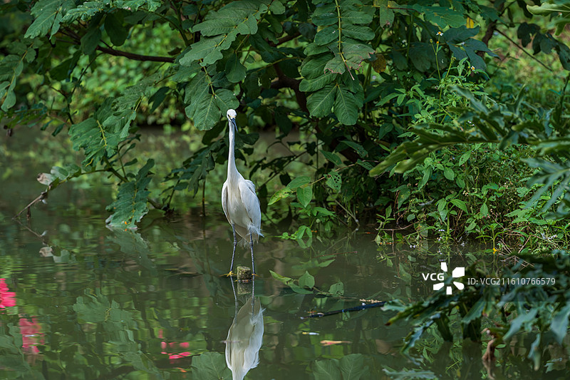 站在沼泽地上栖息的白鹭图片素材