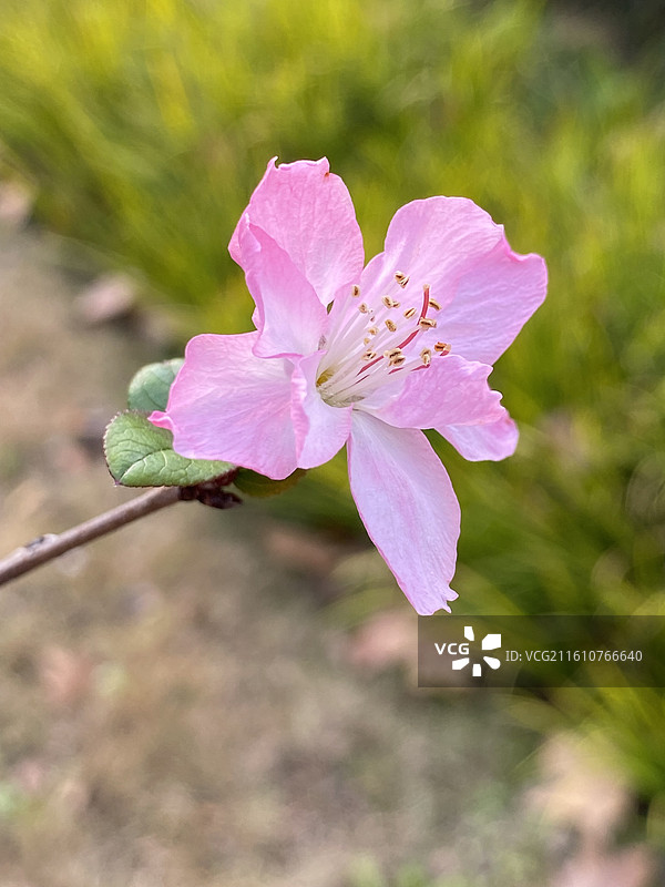 垂丝海棠冬季开花图片素材