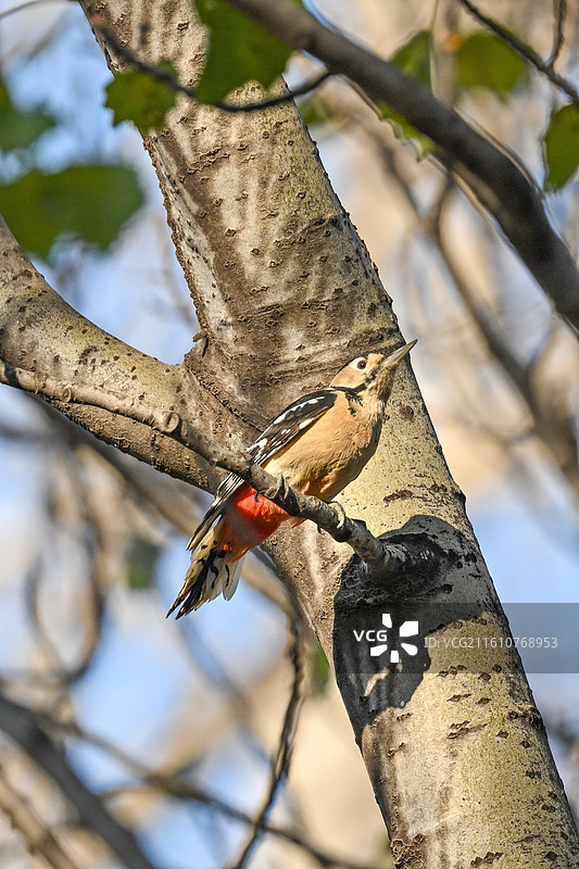 大斑啄木鸟图片素材