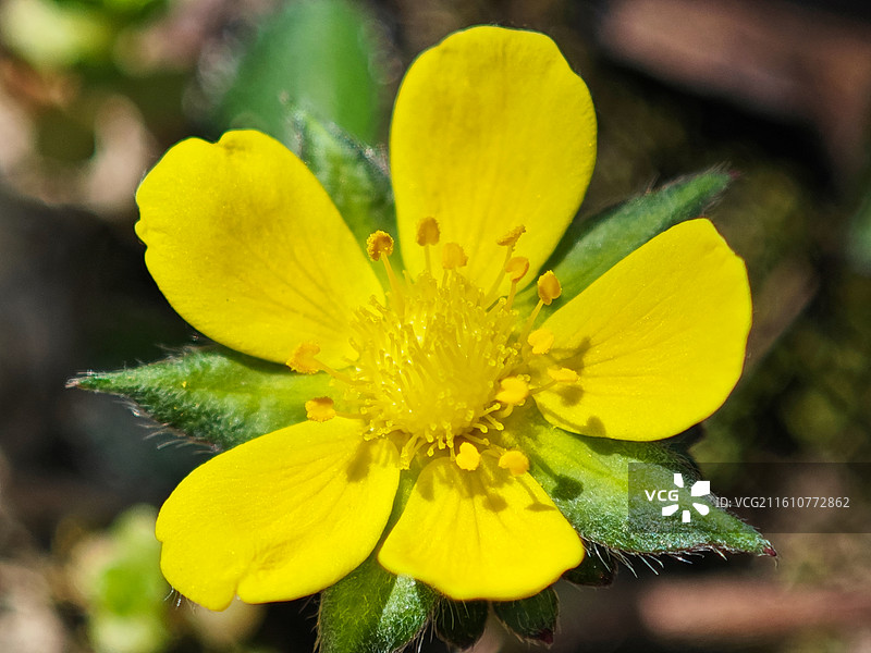 一朵黄色蛇莓花朵微距特写图片素材