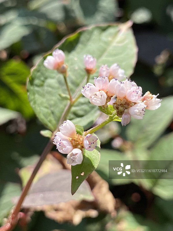 冬天迷你小花——火炭母图片素材