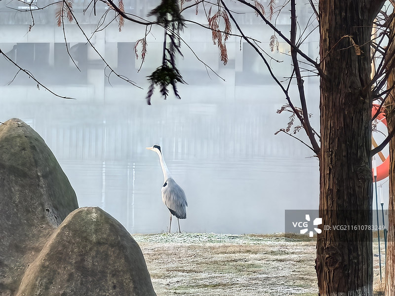 《湖畔鹭影》图片素材