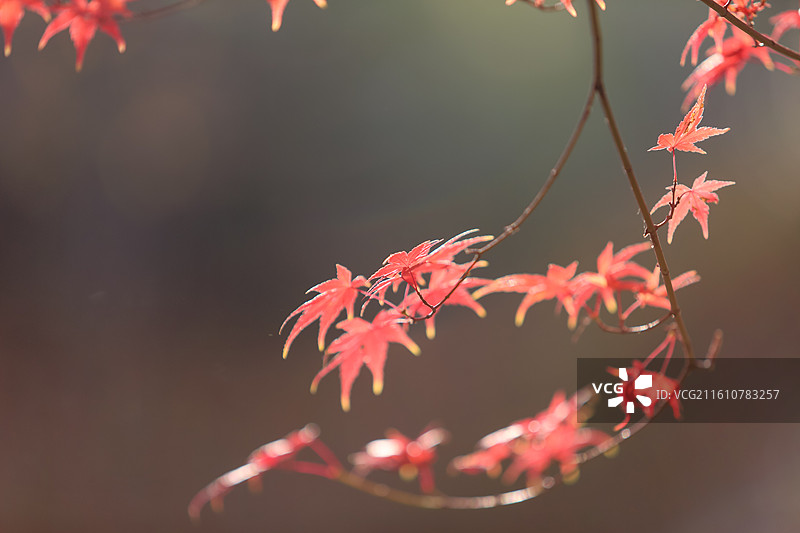 秋天变红的枫叶特写图片素材