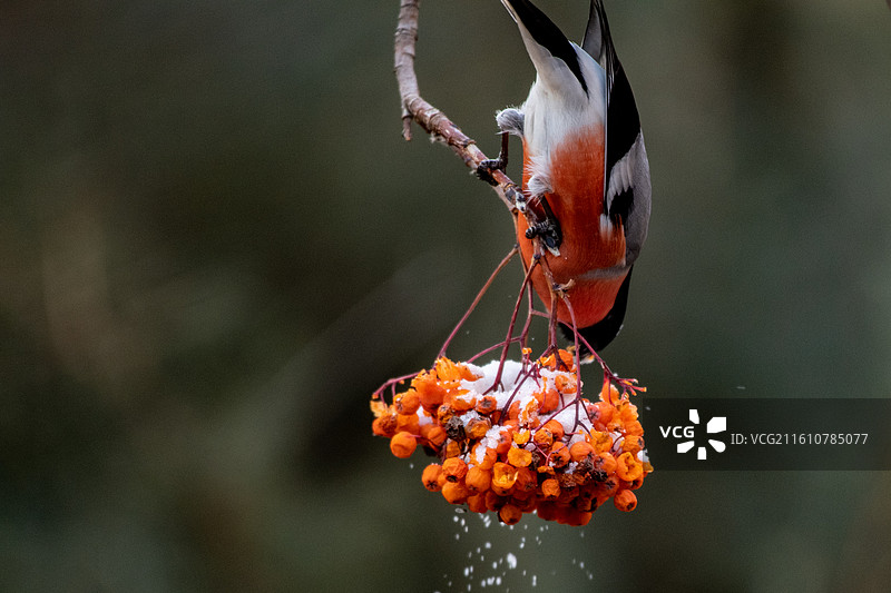 红腹灰雀图片素材
