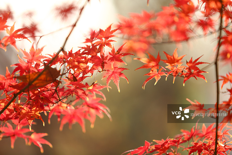 秋天变红的枫叶特写图片素材