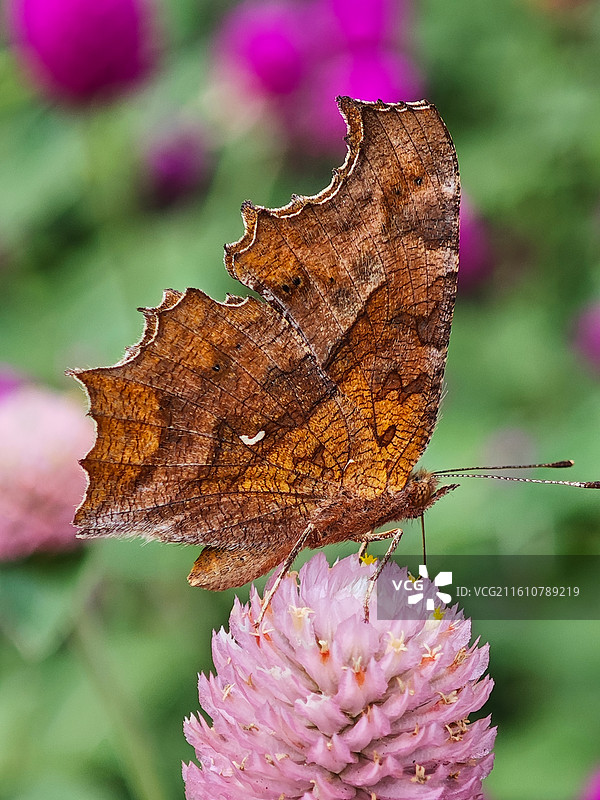 一只钩翅眼蛱蝶微距特写图片素材
