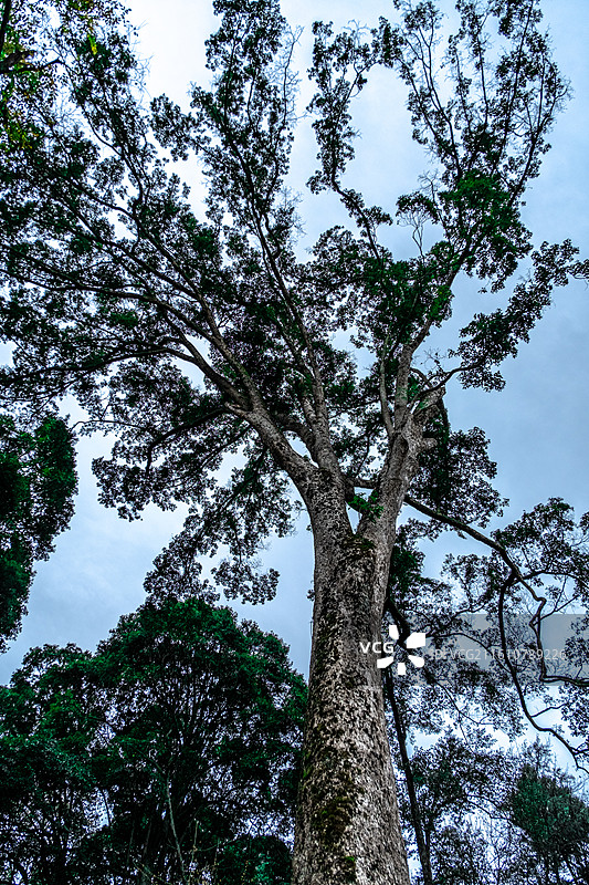 普照寺的千年楠木图片素材