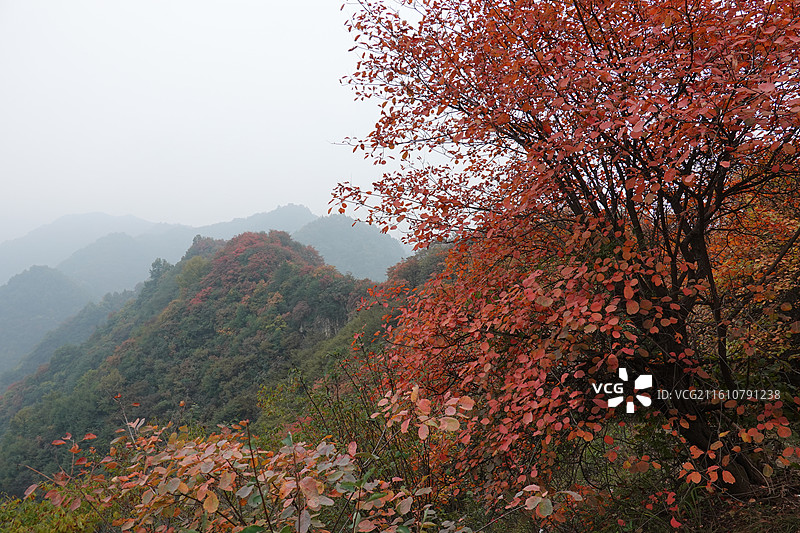 陕西省西安市周至县楼观台镇团标村秦岭终南山团标峪：十二天门桃花山红叶彩林秋景图片素材