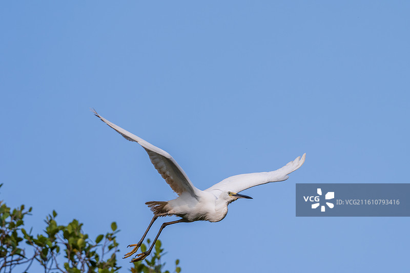 空中飞翔的白鹭图片素材