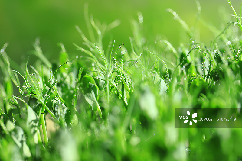 豌豆苗图片素材