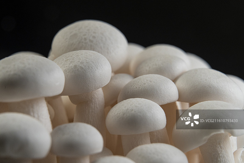 蘑菇图片素材