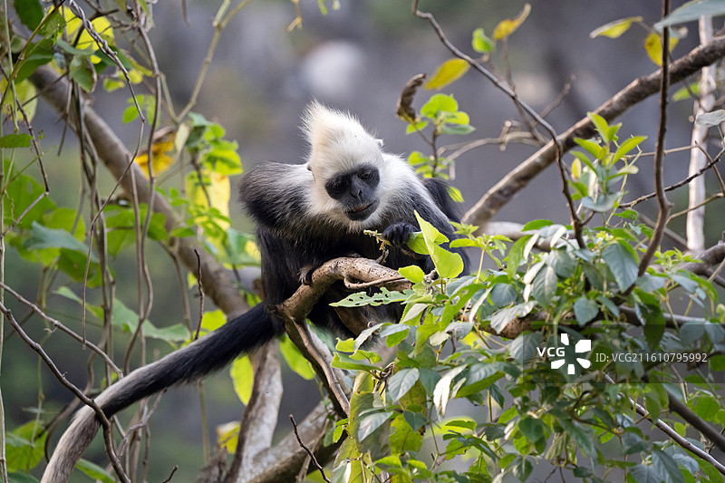 白头叶猴图片素材