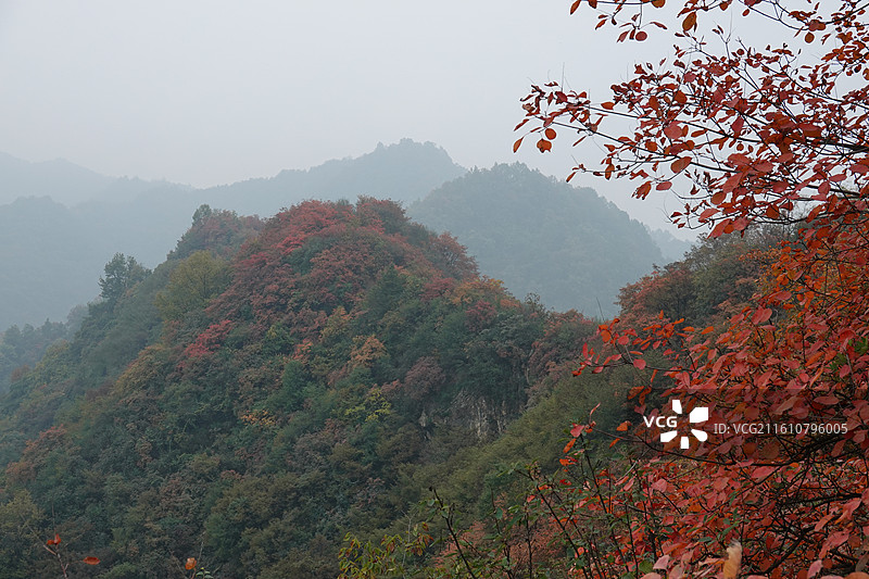 陕西省西安市周至县楼观台镇团标村秦岭终南山团标峪：十二天门桃花山红叶彩林秋景图片素材