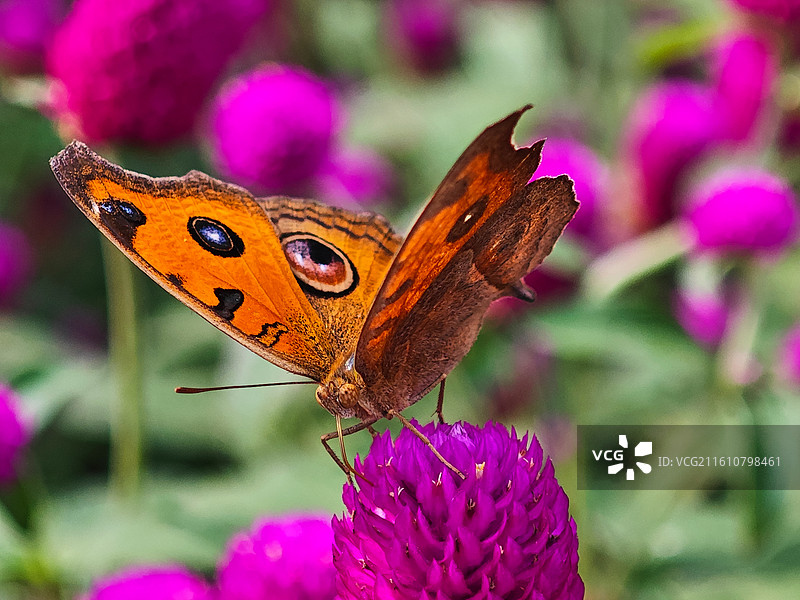 一只美眼蛱蝶微距特写图片素材