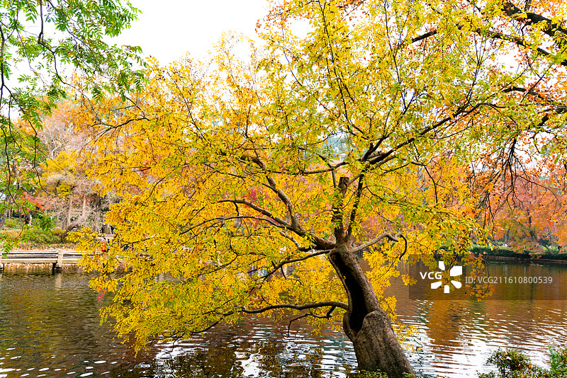 天平山红枫及景观图片素材