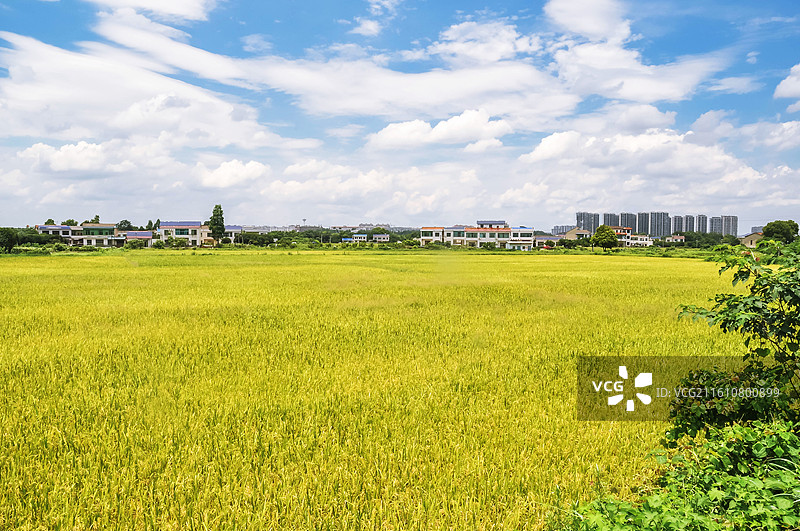 秋天郊区成熟的金黄色稻田图片素材
