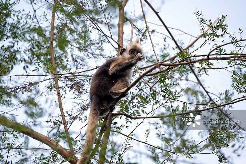 白头叶猴图片素材