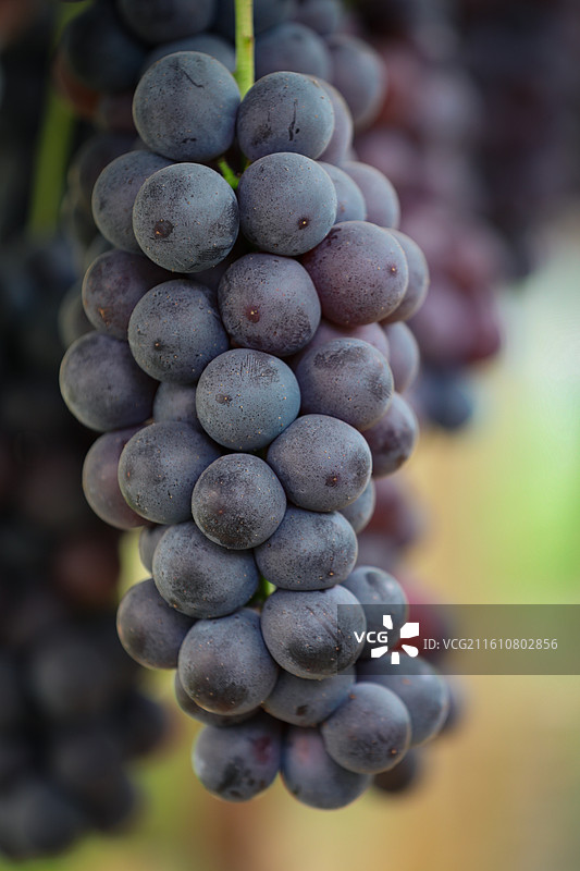 “阳光玫瑰”葡萄图片素材