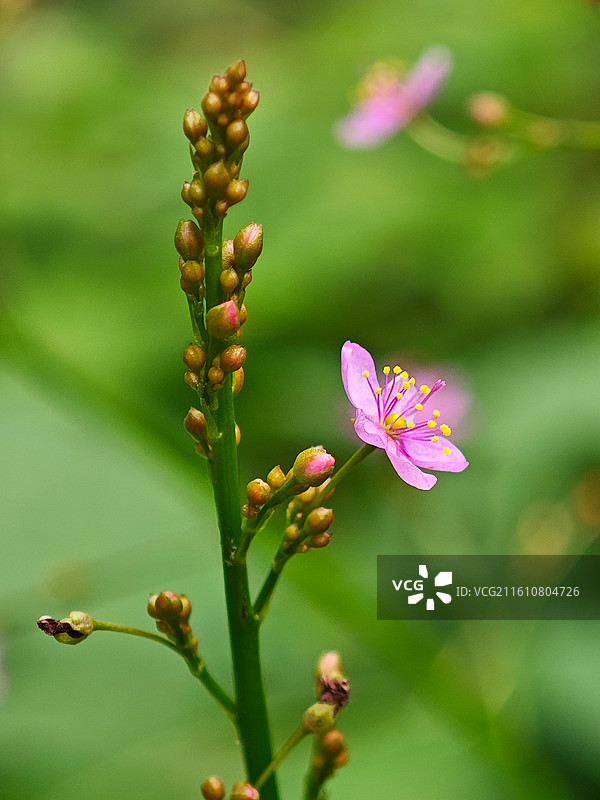 一株土人参的粉色花朵微距特写图片素材