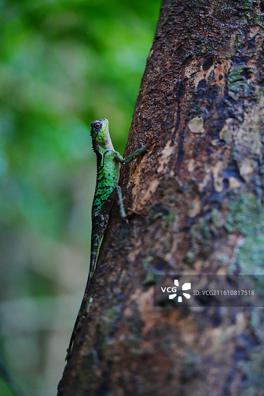 海南树蜥图片素材