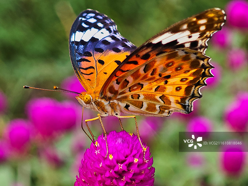 一只斐豹蛱蝶微距特写图片素材