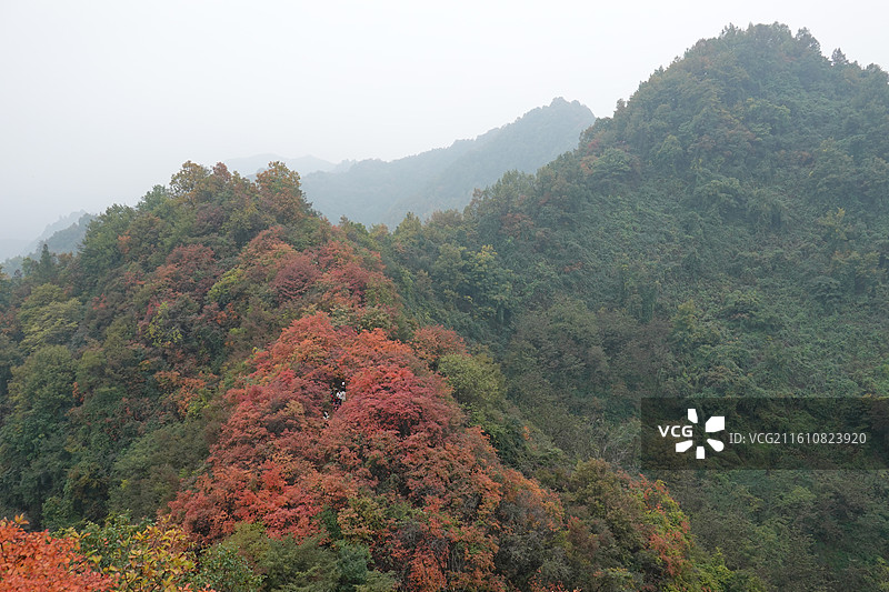 陕西省西安市周至县楼观台镇团标村秦岭终南山团标峪：十二天门桃花山红叶彩林秋景图片素材