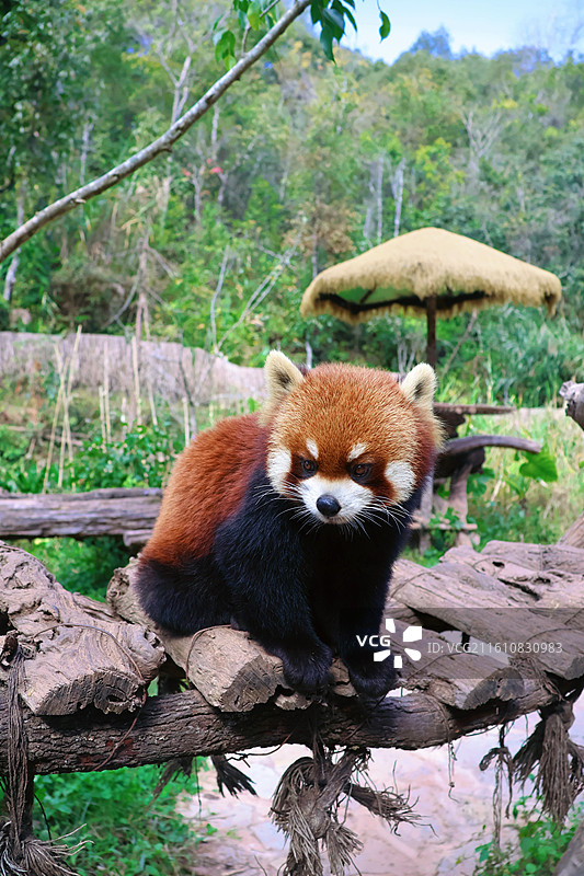 小熊猫特写图片素材