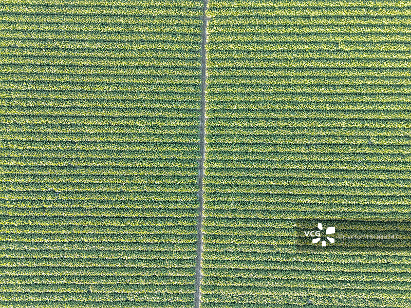 绿油油的标准化农田航拍图片素材